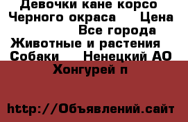 Девочки кане корсо. Черного окраса.  › Цена ­ 65 000 - Все города Животные и растения » Собаки   . Ненецкий АО,Хонгурей п.